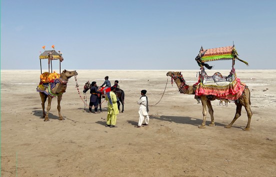 Camels on Rann India Timeless Traditions